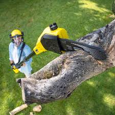Leaf Removal in Cobb Island, MD