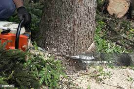 Best Stump Grinding and Removal  in Cobb Island, MD