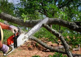 Best Tree Health Inspection  in Cobb Island, MD