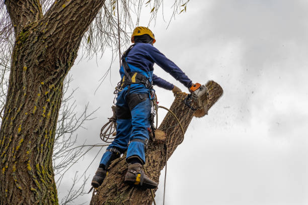 How Our Tree Care Process Works  in  Cobb Island, MD