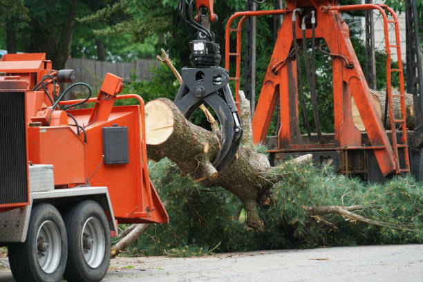 Trusted Cobb Island, MD Tree Removal Experts