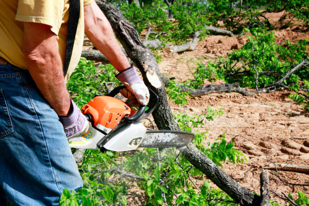 Best Tree Preservation Services  in Cobb Island, MD